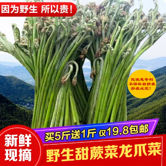 贵州野生蕨菜新鲜蕨菜现摘山蕨菜甜蕨