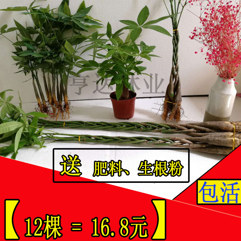 发财树苗 发财树盆栽 辫子发财树绿植客厅庭院办公室招财盆景花苗在类目 鲜花速递/花卉仿真/绿植园艺, 花卉/绿植盆栽(新), 绿植中 - 来自Buy2taobao.com提供专业的淘宝代购服务