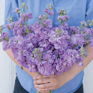 进口切花紫罗兰种子 卡兹 淡蓝紫色katz 四季阳台庭院盆栽鲜花