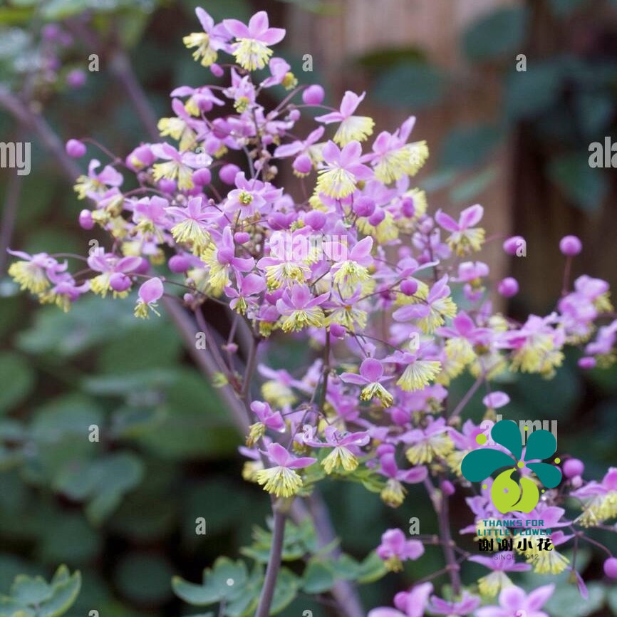 谢谢小花 重瓣偏翅唐松草 白花紫花单瓣耐阴裸根宿根花卉盆栽植物