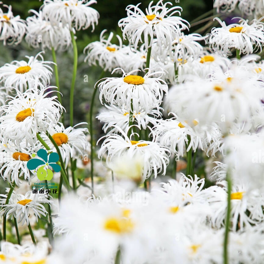 谢谢小花 重瓣大滨菊 名媛 大花丰花 盆栽庭院花园宿根植物多年生