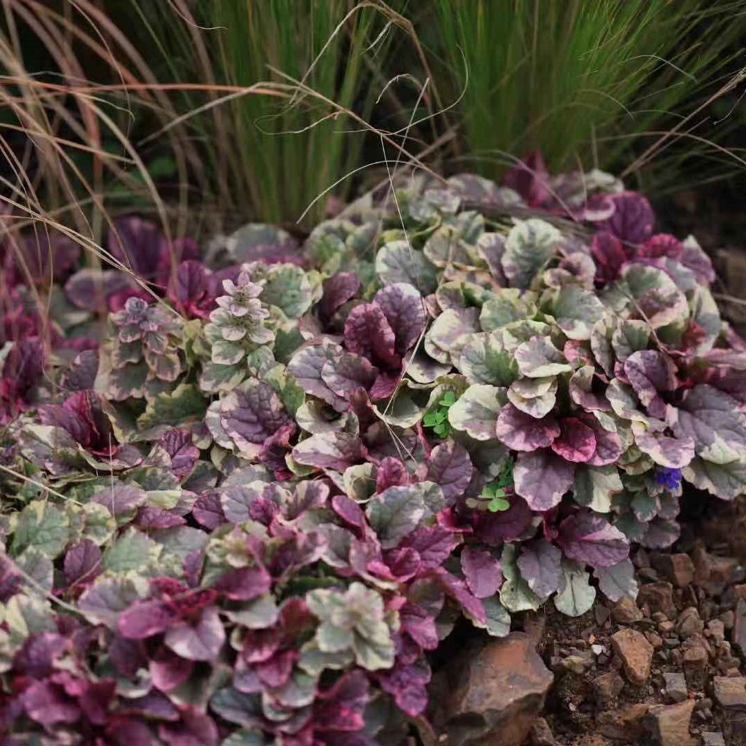 花叶筋骨草 勃艮第之光 多年生 彩叶花境 日本山野草 观花观叶
