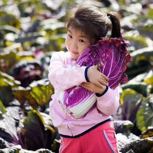 紫白菜种子四季播紫色小红色娃娃菜秋季大玫瑰生菜蔬菜种籽子孑