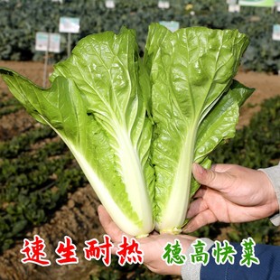德高速生快菜奶油小白菜菜种籽耐热四季青菜蔬菜种子种孑阳台盆栽