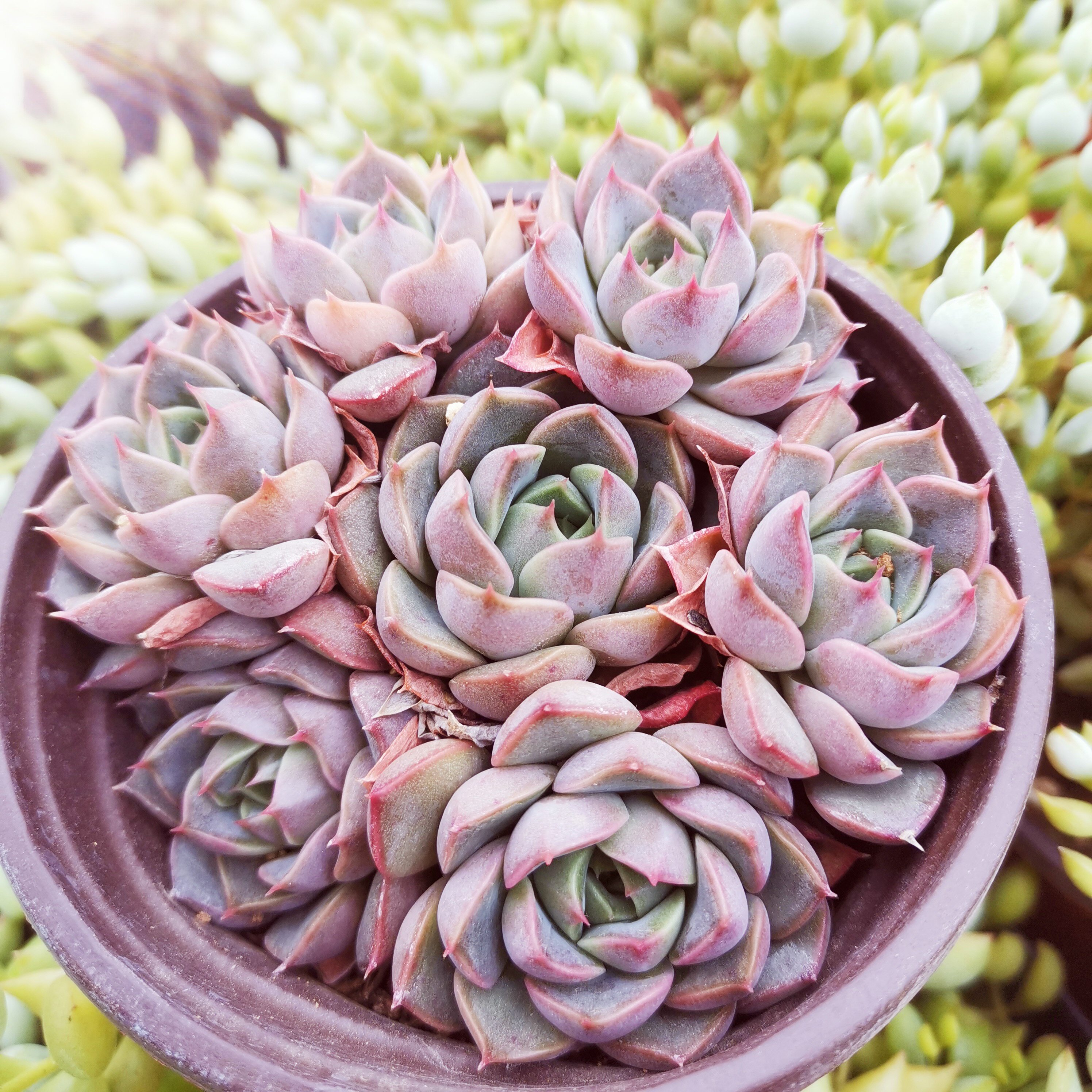 热销多肉植物 新手 玫瑰_多肉植物浪漫玫瑰夫人办公室阳台净化空气