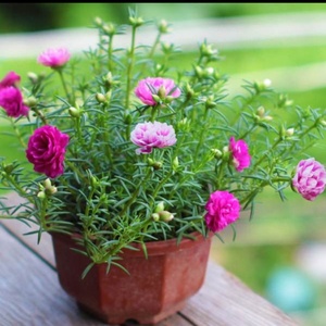 太阳花包邮价格_太阳花包邮多少钱_好便宜网