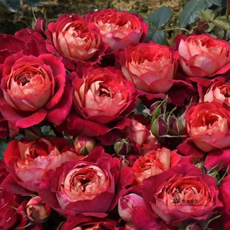 【青轩园艺】月季花苗:马萨德医生(docteurs massad)灌木丰花