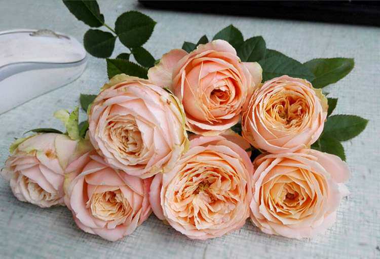 【青轩园艺】欧月ひな鸟,nestling雏鸟香水切包杏粉灌木月季盆栽