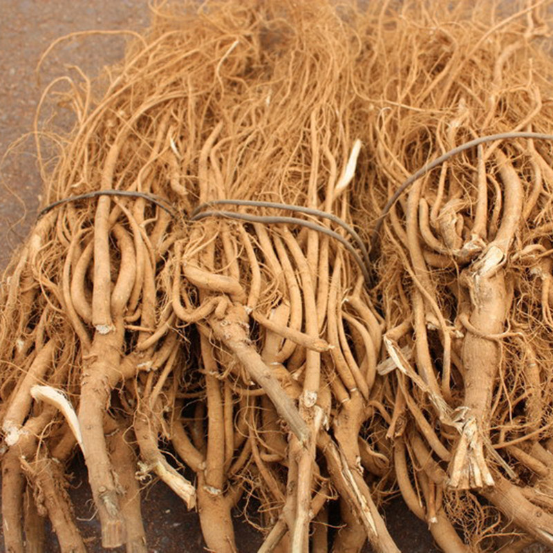 虎尾轮野生500g克包邮石参根清补煲汤料农家天然根新南靖特产福建