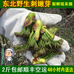 东北山野菜刺嫩芽 新鲜野生刺老芽山野菜刺龙芽250g4份包邮顺丰