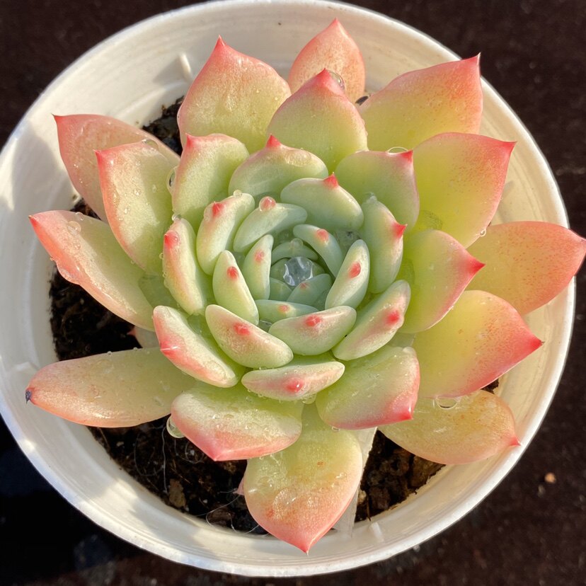 ak玛利亚一物一拍精品韩货景天多肉多肉植物