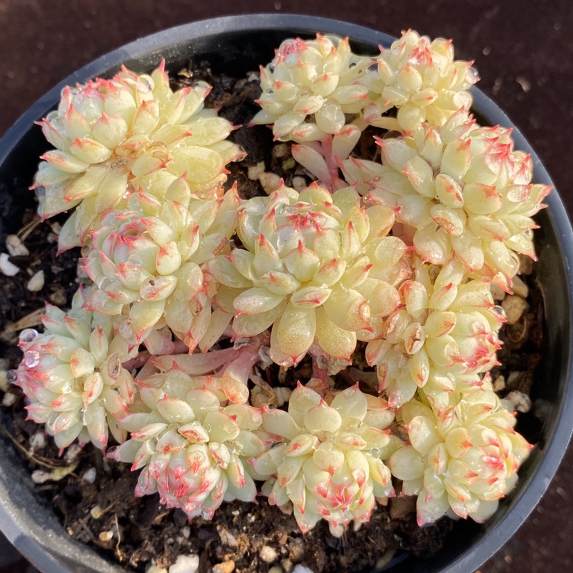 多肉植物小红衣