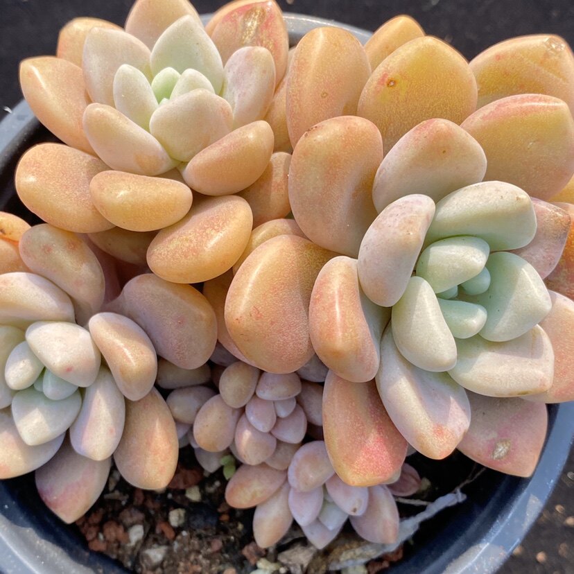 拍卵_鹅卵石多肉 一物一拍 鹅卵石群生多肉植物优惠券