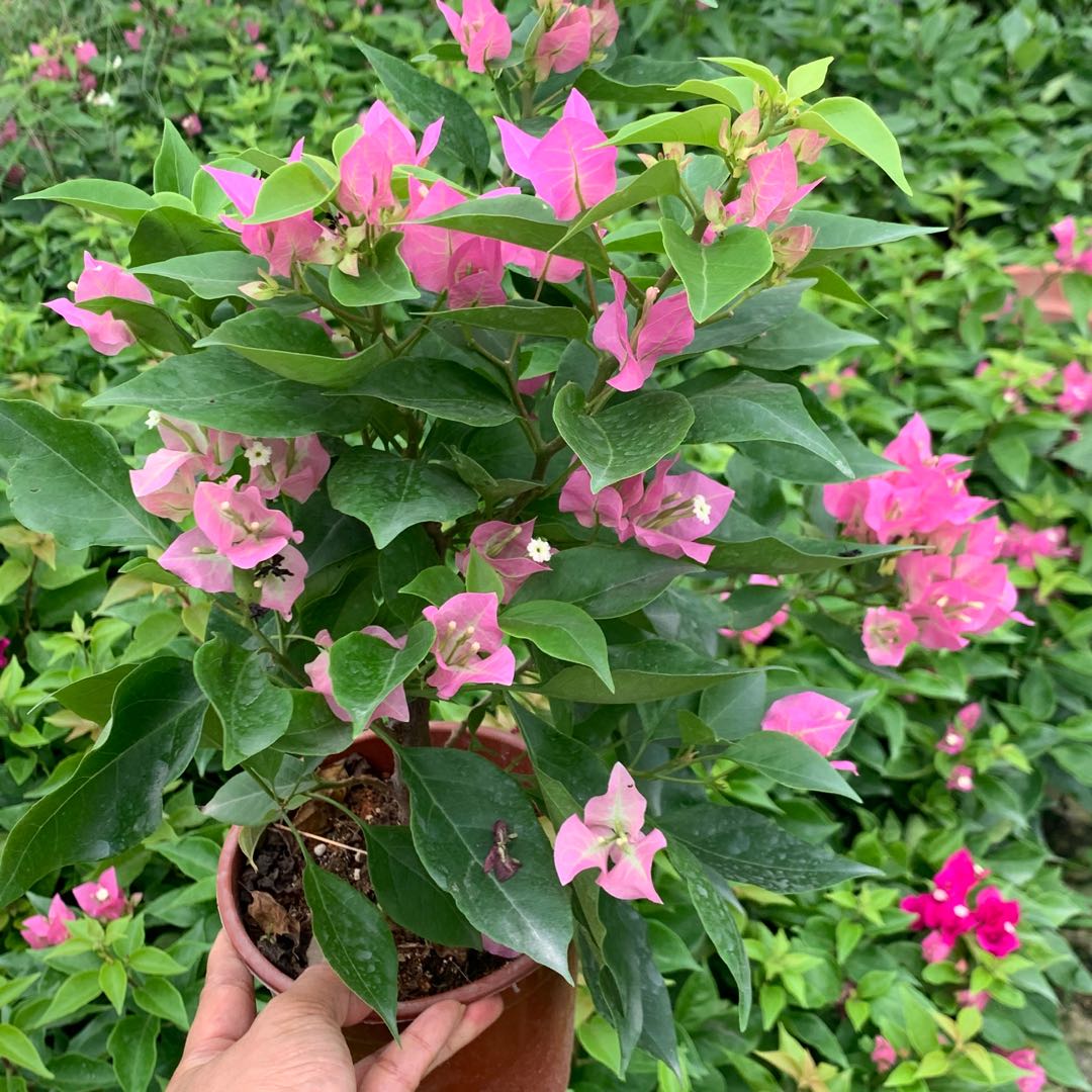 新品比品比芭粉三角小苗庭院花卉观花盆栽勤花花卉
