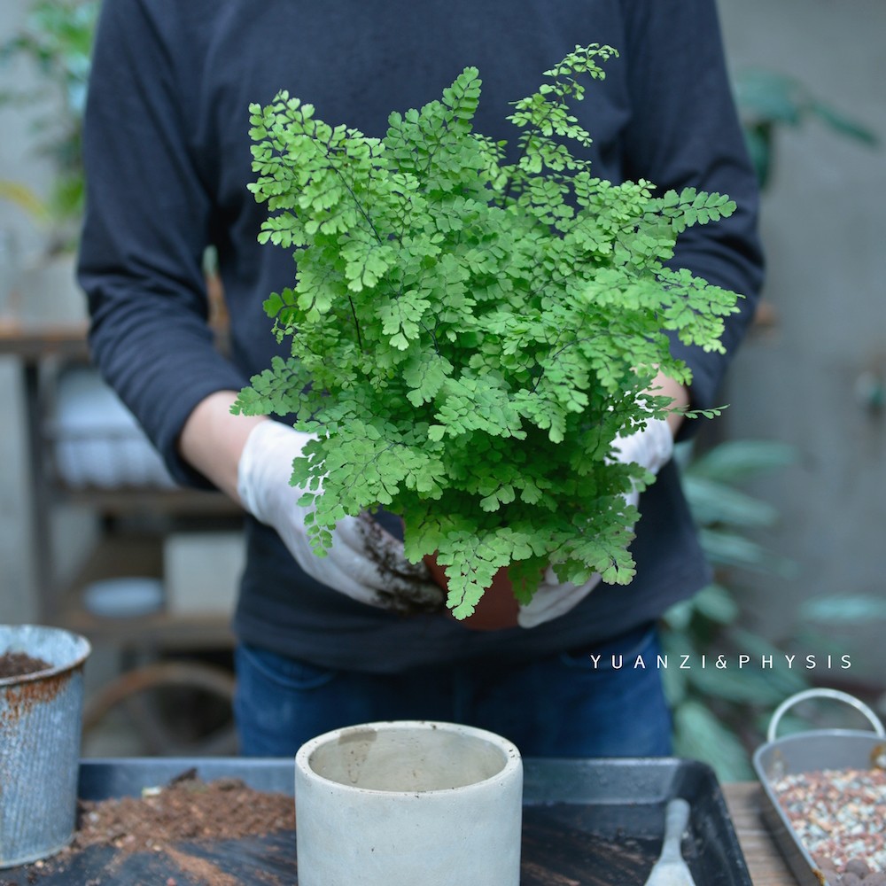 铁线蕨中号室内绿植净化空气美观好养北欧风盆栽 physis院子 - 女性