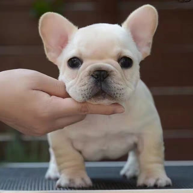 纯种法牛幼犬活体法国斗牛犬幼崽黑白色小短腿法斗宠物狗法牛活体