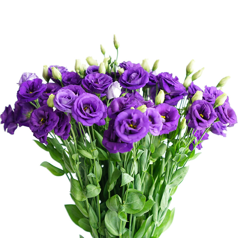 12/10限量20束800g/束云南a级优质紫色洋桔梗