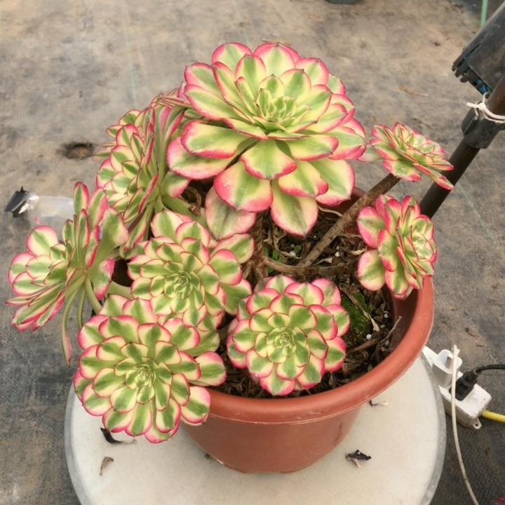 精品法师一物一拍舞天姬