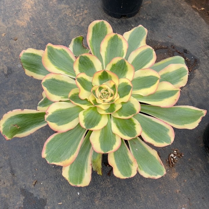 清棚老桩法师1026君美丽锦多肉植物