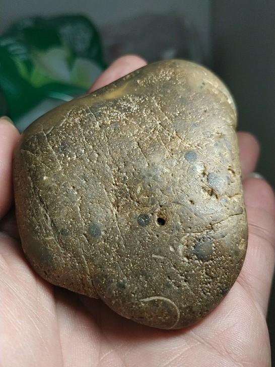 长江化石