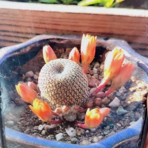 仙人球多肉城堡山