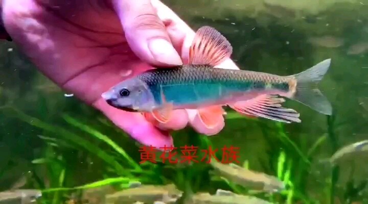 长鳍鱲宽鳍鱲浙江种，原生冷水鱼不加温