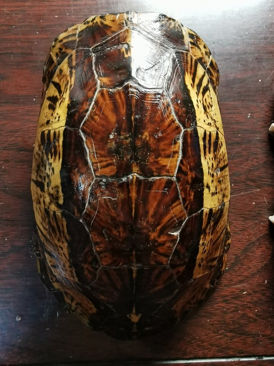 龟壳