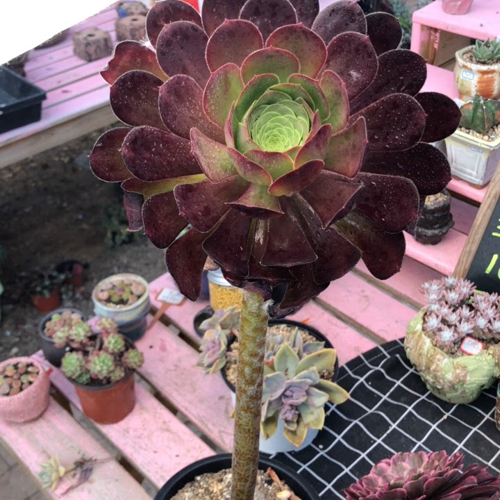 一物一拍精品独眼法师18cm48t302多肉植物多肉植物