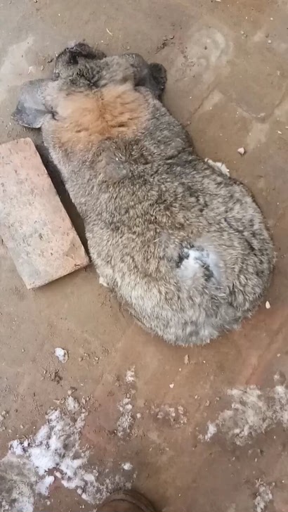 法国巨型公羊兔崽子出