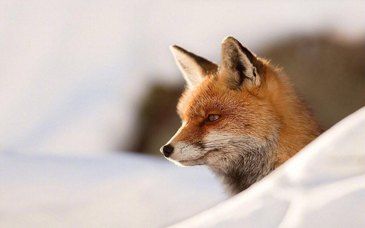 【出】血祭fox狐狸全新未拆