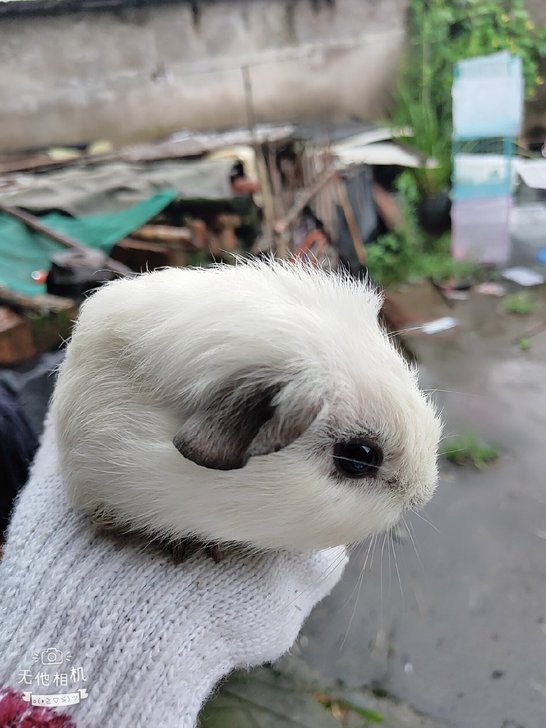 自家养殖荷兰猪，纯白加州荷兰猪