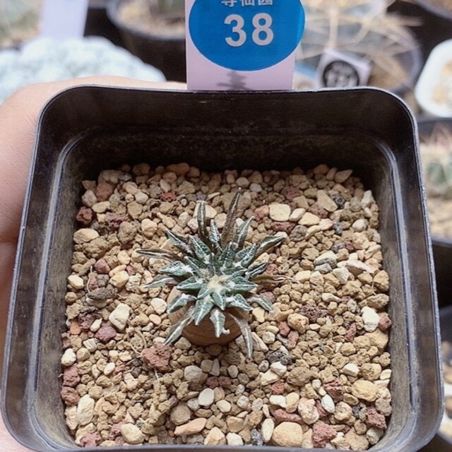 寻仙园一物一拍136号实生黑牡丹一颗多肉植物