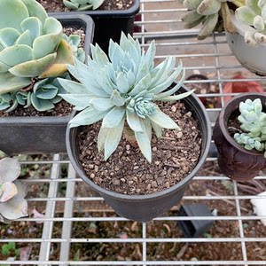 蓝色天使多肉图片