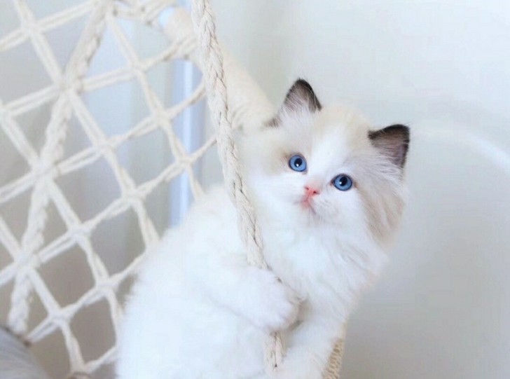 #无偿领养#英短蓝猫小猫咪免费英短蓝猫蓝白银渐层纯种幼猫