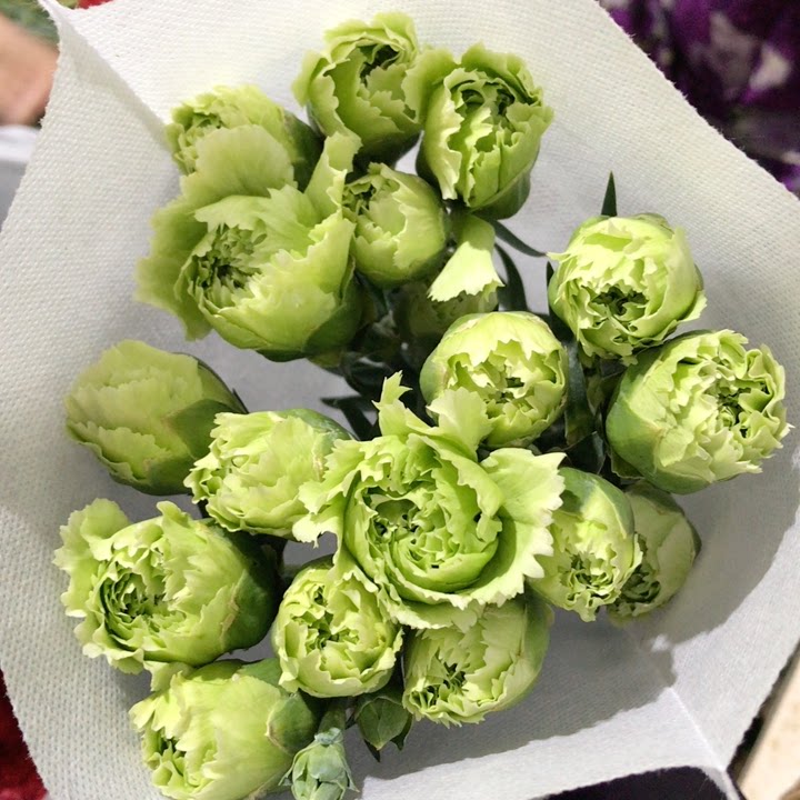 绿色单头康乃馨20只左右,普通地区任意2个订单起包邮