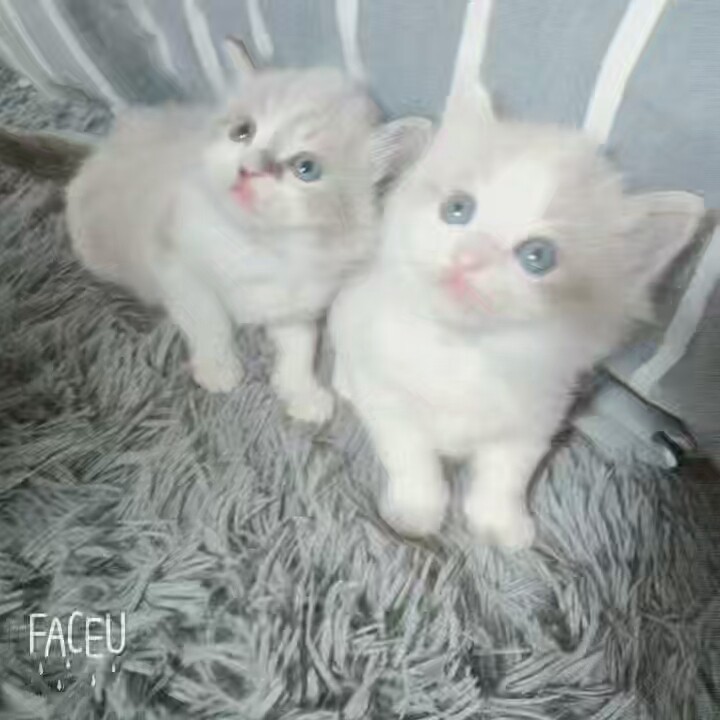 布偶猫领养布偶猫猫弟弟妹妹都有