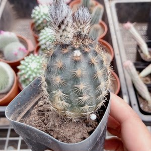 清库存折墨虾25亏本秒杀