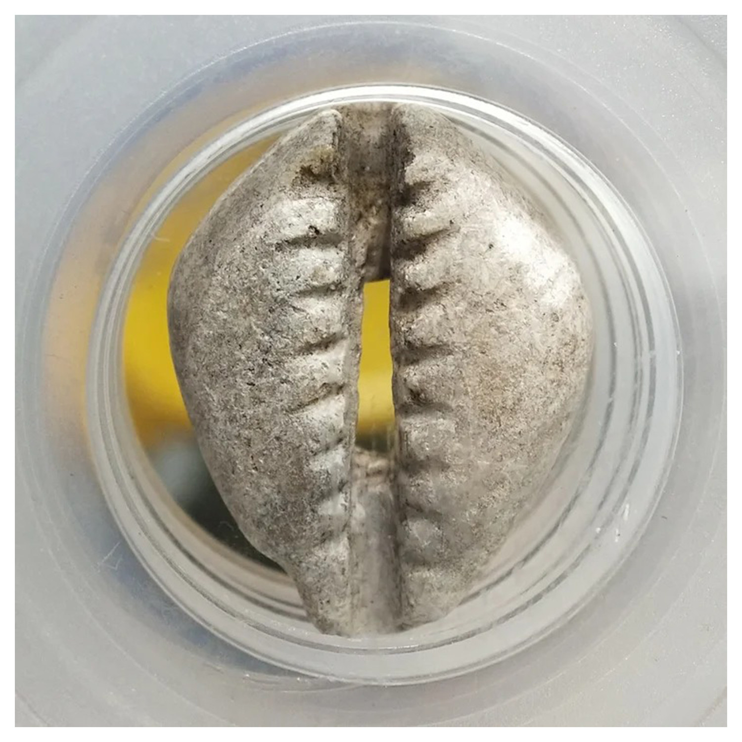 【公博美78分】大型-先秦石贝币古币铜钱一枚1985