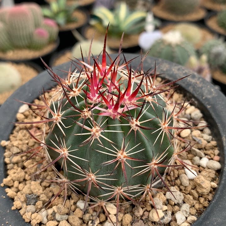 仙人球直播6厘米实生鬟虾