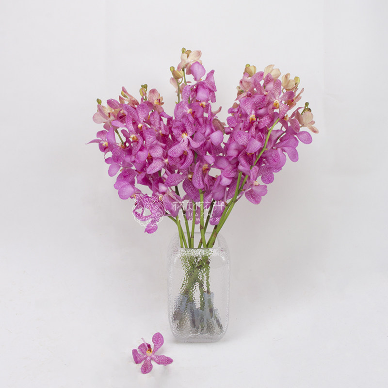 12/10限量10束10支/束泰国进口a级优质粉色洋兰