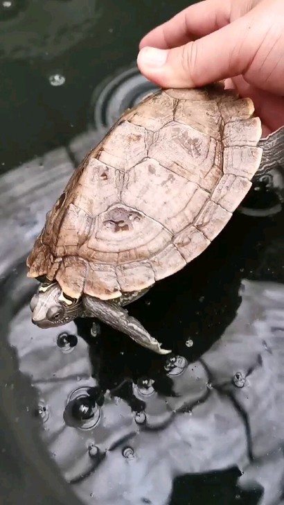 地图龟地图母龟，15厘米，冷水自然过冬，2014年苗子养大，