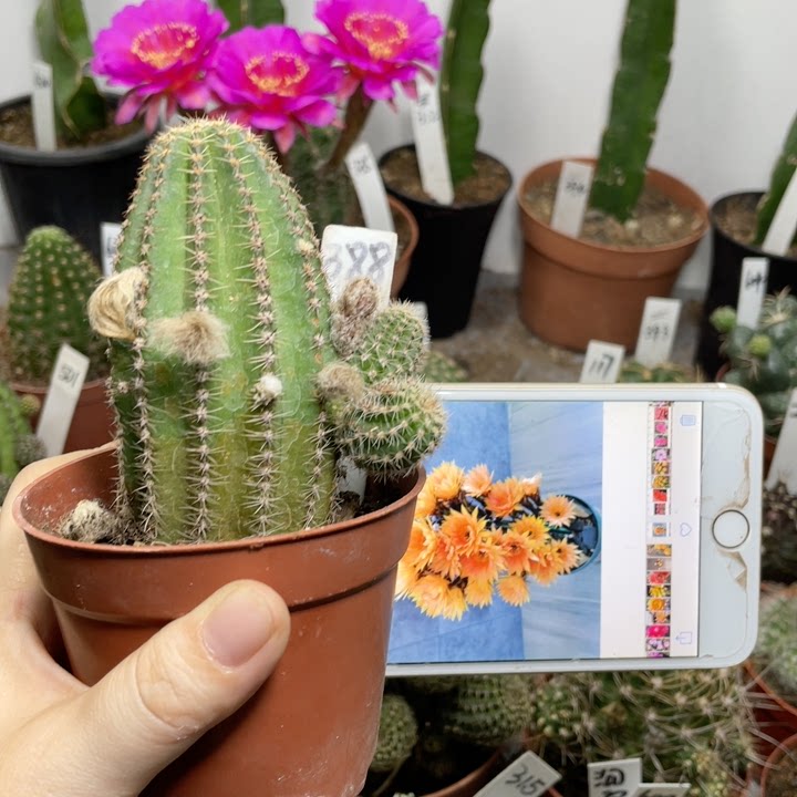 黄金刚金刚多肉植物