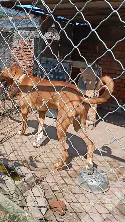 蒙古细犬细犬猎犬实战犬