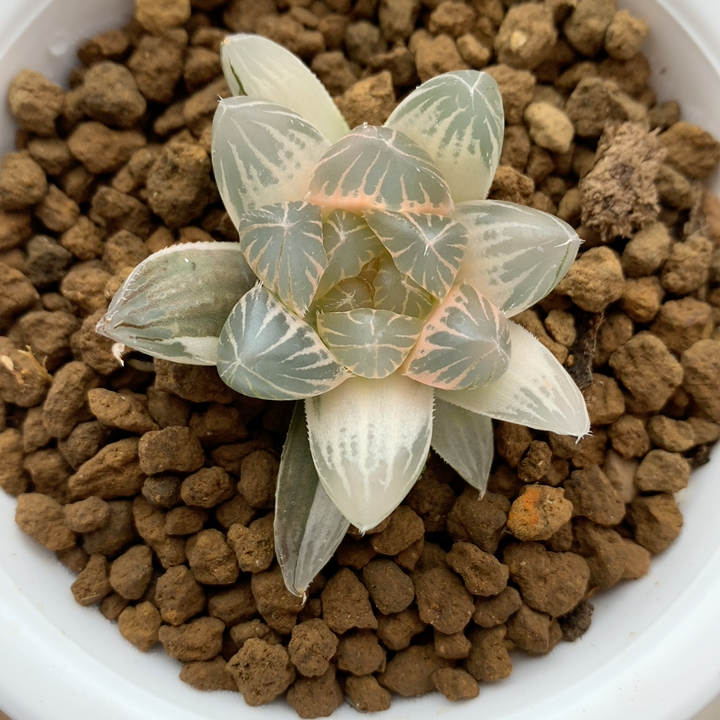 龙爪玉露锦糊多肉植物