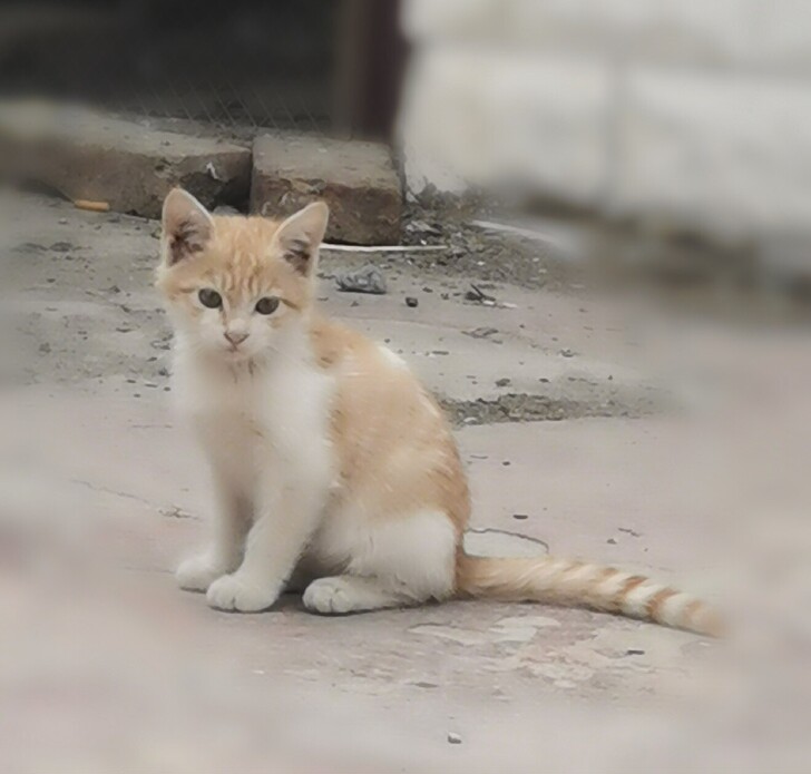 三花猫狸花猫橘猫黄猫三个月小猫