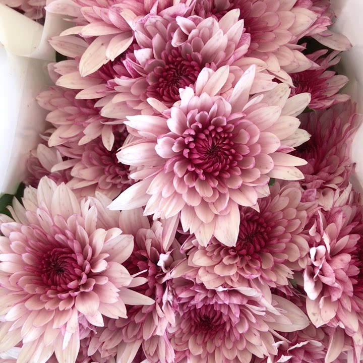 粉丹特小雏菊1把10支,普通地区满3个订单起包邮