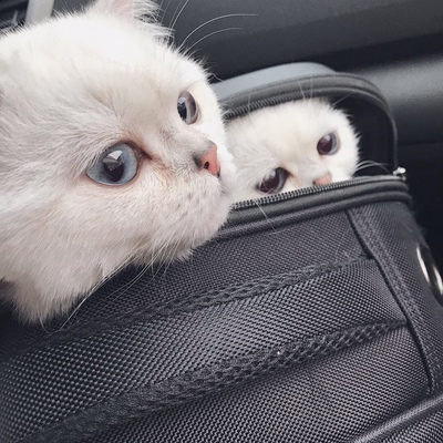 格力京逸和品园q畅哪个好，和品园的区别品悦？分享口碑