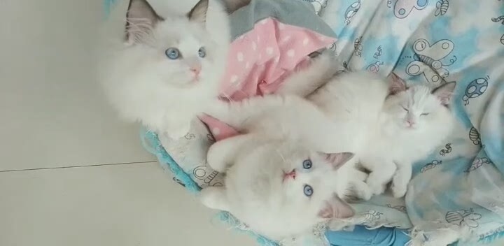 自家繁殖的布偶猫全是正八开脸。