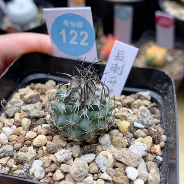 14寻仙园实生长刺升龙丸2.4cm