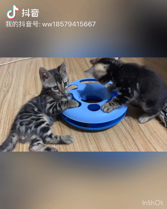 孟加拉豹猫